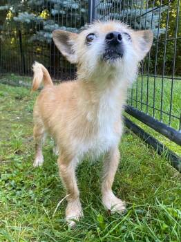 Prince -  Yorkshire Terrier and Chihuahua Dog for Adoption in Fall River, Massachusetts - Prince | PetCurious