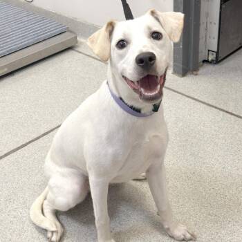 Shelby -  Mixed Breed Dog for Adoption in Franklin, Tennessee - Shelby | PetCurious