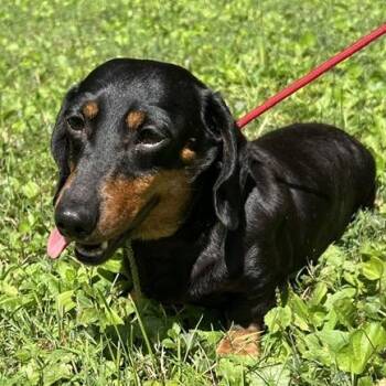 Weenie Hut Jr. -  Dachshund Dog for Adoption in Cincinnati, Ohio - Weenie Hut Jr. | PetCurious