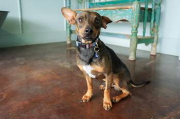 Rescue Dachshund and Chihuahua Dogs for Adoption in San Antonio, Texas - Sam | PetCurious