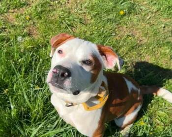 Buster -  Mixed Breed Dog for Adoption in Point Pleasant, West Virginia - Buster | PetCurious