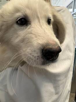 HERON -  Great Pyrenees and Husky Dog for Adoption in Pueblo, Colorado - HERON | PetCurious