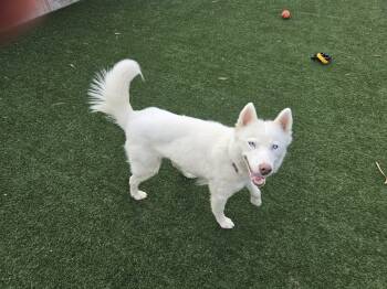 Husky Dogs Available for Adoption - Simone | PetCurious