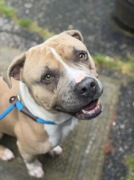American Bully and Pit Bull Terrier Dogs Available for Adoption in Petersburg, Virginia - Honcho | PetCurious