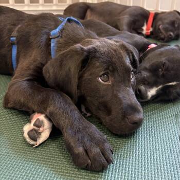 Labrador Retriever Dogs Available for Adoption - Green | PetCurious