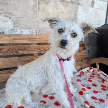Mara -  Terrier Dog for Adoption in Chico, California - Mara | PetCurious