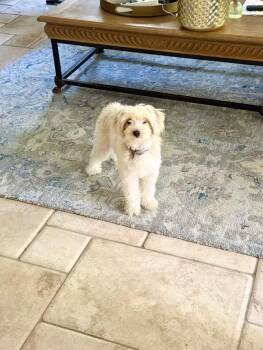 LIN -  Maltese and Malshi Dog for Adoption in La Habra, California - LIN | PetCurious