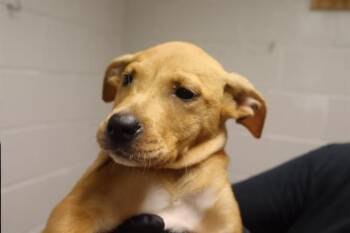 FIREFLY -  Mixed Breed Dog for Adoption in Columbia, South Carolina - FIREFLY | PetCurious