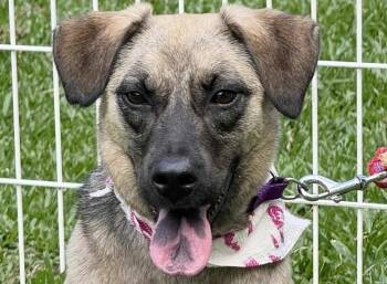 Shepherd Dogs Available for Adoption - Annie | PetCurious