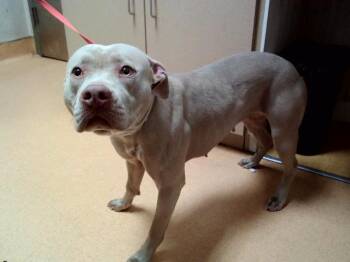 Pit Bull Terrier Dogs Available for Adoption in Martinez, California - A1046969 | PetCurious