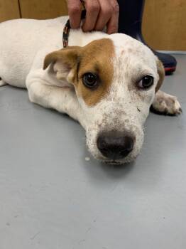 Rescue Labrador Retriever Dogs for Adoption in Hartsville, South Carolina - 25-1497 | PetCurious