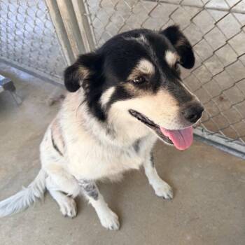 Lucy -  Mixed Breed Dog for Adoption in Columbus, Georgia - Lucy | PetCurious