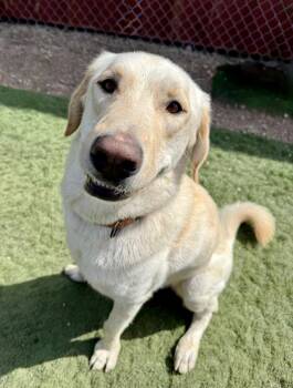 Rescue Akbash and Labrador Retriever Dogs for Adoption in Kamas, Utah - Dax | PetCurious