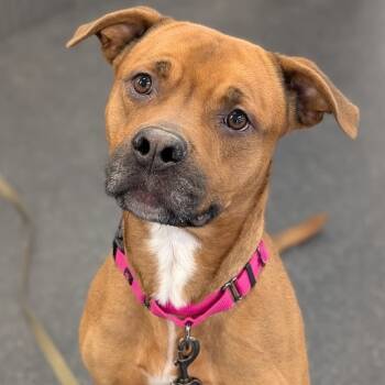 Rescue Mixed Breed Dogs for Adoption in West Olive, Michigan - Juice | PetCurious