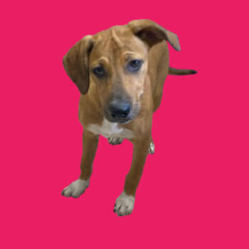 Rescue Catahoula Leopard Dog Dogs for Adoption in Tuscaloosa, Alabama - Kim | PetCurious