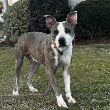 Mixed Breed Dogs Available for Adoption - Serena | PetCurious