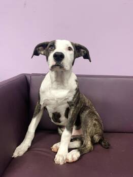 Hawkins in NH. Come Meet our Adoptable Dogs Wednesday-Saturday.  -  Catahoula Leopard Dog Dog for Adoption in Manchester, New Hampshire - Hawkins In NH. Come Meet Our Adoptable Dogs Wednesday-Saturday.  | PetCurious