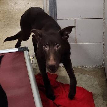 Brownie -  Mixed Breed Dog for Adoption in Walker, Michigan - Brownie | PetCurious
