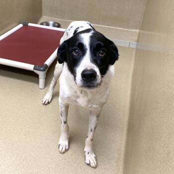 Duff -  Border Collie Dog for Adoption in Monroe, Georgia - Duff | PetCurious