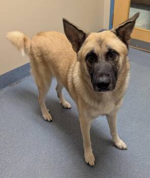 Egon -  Shepherd Dog for Adoption in Suffolk, Virginia - Egon | PetCurious
