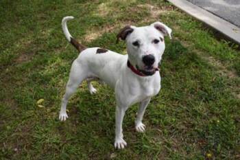 Cheddar -  Pit Bull Terrier and Mixed Breed Dog for Adoption in Kansas City, Missouri - Cheddar | PetCurious