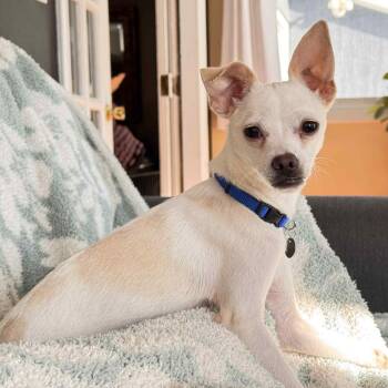 Rescue Chihuahua Dogs for Adoption in Penfield, New York - Willie | PetCurious