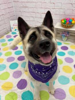 Akita Dogs Available for Adoption - Hannah | PetCurious