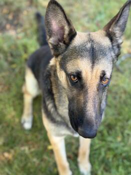 Abigale -  German Shepherd Dog Dog for Adoption in Salt Lake City, Utah - Abigale | PetCurious