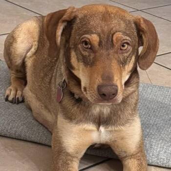 Mixed Breed Dogs Available for Adoption - Holly | PetCurious