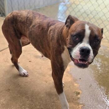 PATSY -  Boxer Dog for Adoption in Athens, Alabama - PATSY | PetCurious