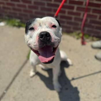 Tomaso -  Pit Bull Terrier Dog for Adoption in Buffalo, New York - Tomaso | PetCurious
