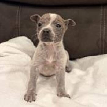 Cattle Dog and Mixed Breed Dogs Available for Adoption - Wynne 01-2941 | PetCurious