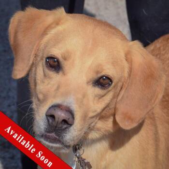 Ace -  Yellow Labrador Retriever Dog for Adoption in Huntley, Illinois - Ace | PetCurious