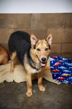 Rescue Shepherd Dogs for Adoption in Loogootee, Indiana - Knox | PetCurious