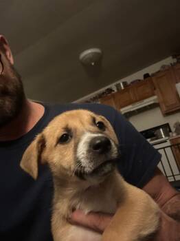 Rescue Shepherd and Pit Bull Terrier Dogs for Adoption in Roseville, California - Cassie | PetCurious