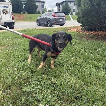 Justius -  Shepherd and Mixed Breed Dog for Adoption in Lynchburg, Virginia - Justius | PetCurious