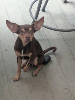 Leroy Brown -  Chihuahua Dog for Adoption in Mobile, Alabama - Leroy Brown | PetCurious