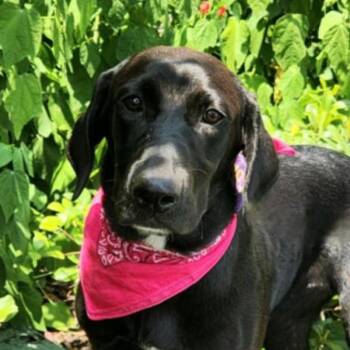 Bonnie JuM -  Coonhound and Black Labrador Retriever Dog for Adoption in Austin, Texas - Bonnie JuM | PetCurious