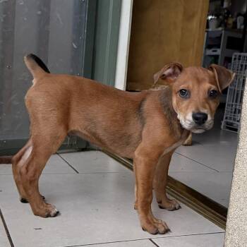 Under The Sea Litter: Puffer Fish -  Australian Cattle Dog Blue Heeler and Border Collie Dog for Adoption in Keaau, Hawaii - Under The Sea Litter: Puffer Fish | PetCurious