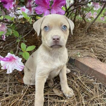 Labrador Retriever Dogs Available for Adoption in Greensboro, North Carolina - Harbour | PetCurious