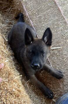 Belgian Shepherd Malinois Dogs Available for Adoption in Irvine, California - Cowboy | PetCurious