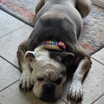 English Bulldog Dogs Available for Adoption - Mouse | PetCurious