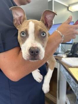 Mercedes -  Pit Bull Terrier and Mixed Breed Dog for Adoption in West Memphis, Arkansas - Mercedes | PetCurious