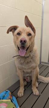 Yellow Labrador Retriever and Mixed Breed Dogs Available for Adoption in Warren, Pennsylvania - Copper | PetCurious