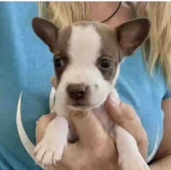Dolly -  Rat Terrier and Chihuahua Dog for Adoption in Larkfield-wikiup, California - Dolly | PetCurious