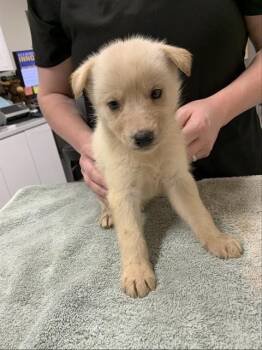 LUCIA -  Husky Dog for Adoption in Fairbanks, Alaska - LUCIA | PetCurious