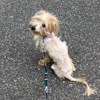 BODEN -  Yorkshire Terrier Dog for Adoption in Waterford, New Jersey - BODEN | PetCurious