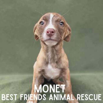 Monet -  Pit Bull Terrier and Shepherd Dog Available for Adoption in Wasilla, Alaska - Monet | PetCurious
