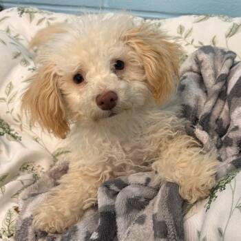 Sammy -  Poodle and Schnauzer Dog for Adoption in Emporia, Kansas - Sammy | PetCurious