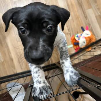 Rescue Shepherd Dogs for Adoption in Allen, Texas - True Freedom | PetCurious